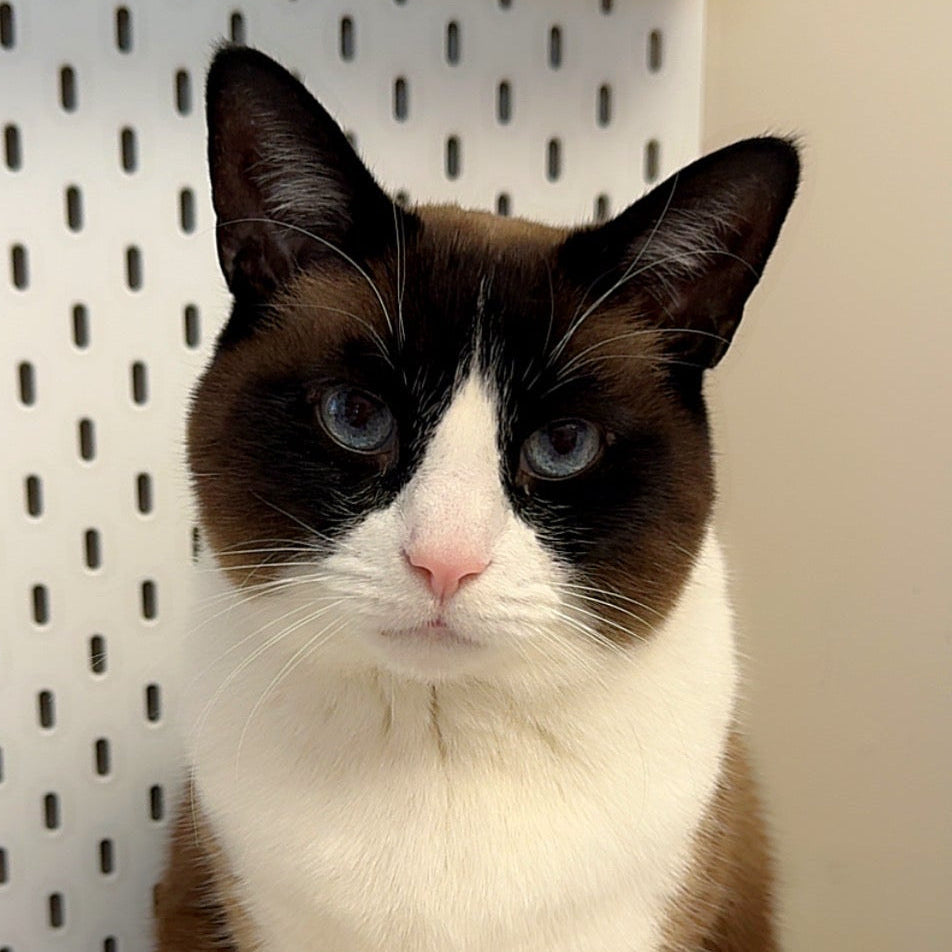 A brown and white cat with blue eyes named Cake sits on a white tiled surface in front of a white pegboard wall with shelves.